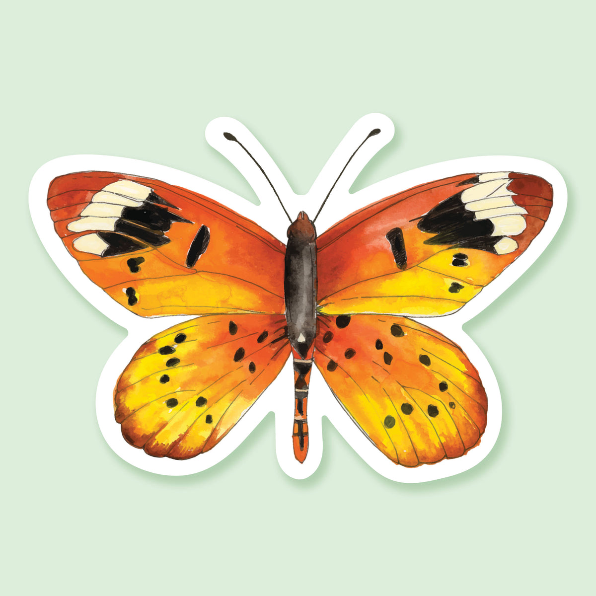 orange yellow and black butterfly with a white outline sits atop a mint green background